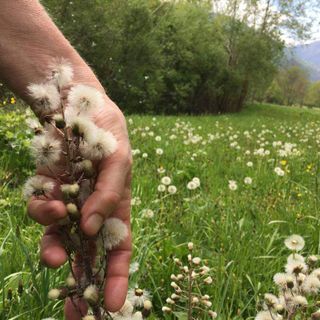 Una cerimonia per premiare i quattro migliori esploratori della Val Pellice