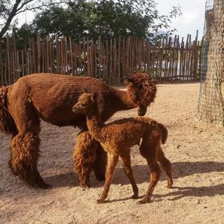 La cucciola di Alpaca di Zoom