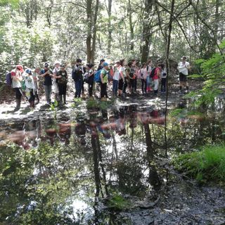 La visita ai boschi umidi di Cumiana