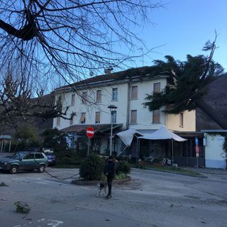 Torre Pellice: il forte vento abbatte il pino storico della stazione