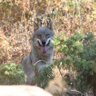 Pastore morso dal lupo a Usseaux: “Potenziati i controlli a Pian dell’Alpe”