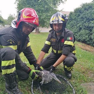 Airone si incastra in una recinzione, liberato dai Vigili del fuoco di Pinerolo