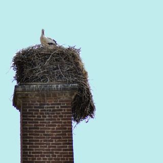 Una cicogna sulla ciminiera (foto di Cinzia Consolati)