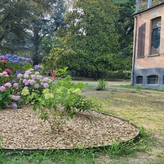 Alcuni esemplari dell’ortensieto in fioritura