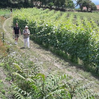 La collina di Costagrande