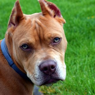 Pitbull