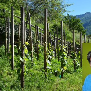 Moreno Soster e la sua vigna