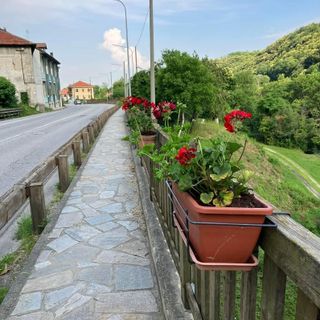 Alcuni dei fiori piantati dalla Pro loco