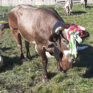 Francesca Guigas (alpeggio Grand Puy) fa il tris con Frida