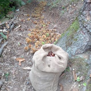 Val Pellice: brutta annata per le castagne, ma i raccoglitori del ‘fine settimana’ continuano ad arrivare