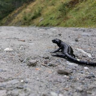 La salamandra lanzai