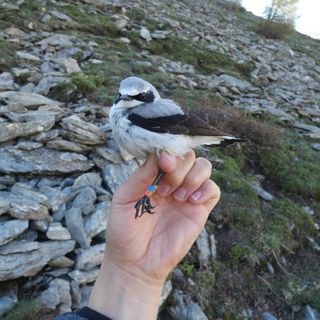 A Pragelato si parlerà di uccelli delle Alpi Cozie e delle ricerche degli ultimi anni