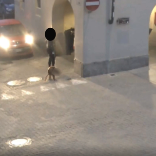 Vigone abbandono di deiezioni canine