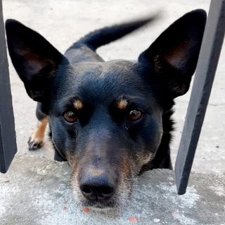 Villafranca Piemonte: il cane Diablo avvelenato mentre era in cortile e lotta per la vita