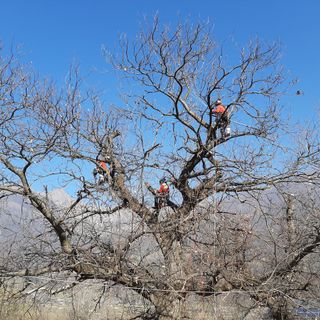 La dimostrazione al Castagneto di Villar Pellice