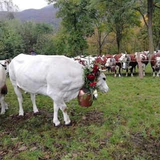 L’orgoglio degli allevatori di Bobbio Pellice: domenica torna la Fîra