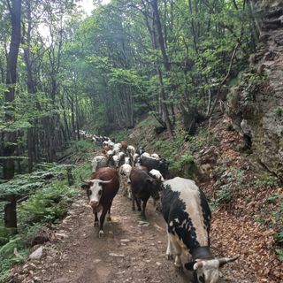 La salita agli alpeggi dell'Alta Val Pellice sulla via dei pastori
