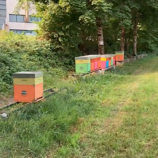 Gli alveari a Villar Perosa di Bee Slow dopo il furto