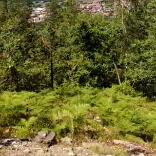 Zona Borgata Miandassa, taglio piante Villar Perosa