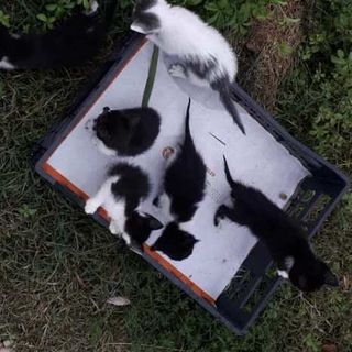 Sei gattini abbandonati salvati stamattina a Virle