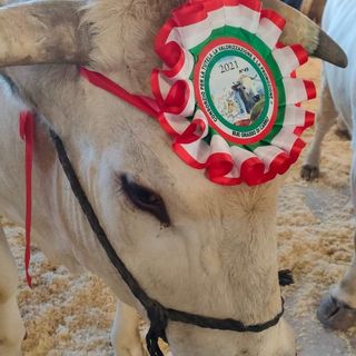 Carrù celebra la razza piemontese: asta del bue, pranzo e giochi alla nona Festa della Carne