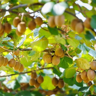 Al Castello di Lagnasco si presentano il nuovo kiwi giallo Haegeum e le pesche resistenti alla sharka