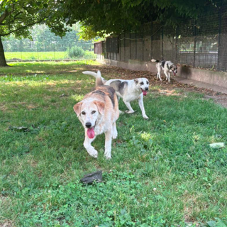 Il rifugio per cani di Cavour chiede aiuto in vista dell'inverno