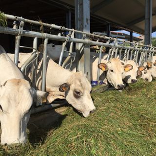 Confagricoltura e Coldiretti chiedono alla Regione un piano straordinario per sostenere gli allevamenti bovini