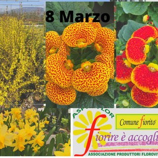 mimose manifesto