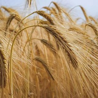 I pesticidi fanno male a salute ed ambiente ma vengono ancora usati in agricoltura, Italia multata. Ecco cosa devi sapere