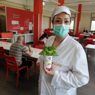 Cinquecento piantine di basilico per i dipendenti degli ospedali di Rivoli, Collegno, Susa e Pinerolo