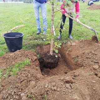 100 ragazzi delle scuole di Stupinigi nel parco naturale per la Festa dell'Albero