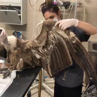 Fisioterapia passiva per aiutare il grifone Godric a recuperare l'uso delle ali