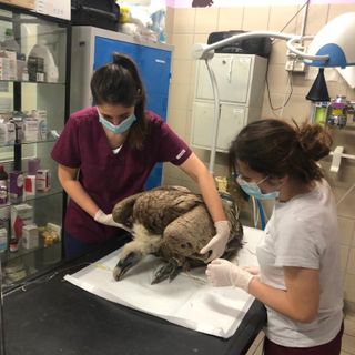 Grifone ritrovato ferito a Torre Pellice, i veterinari cercano di salvargli la vita