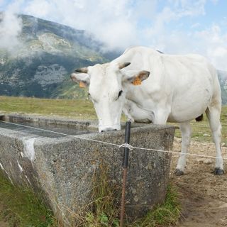 A Pian Munè di Paesana il laboratorio “Lo sai come si fa il formaggio?”