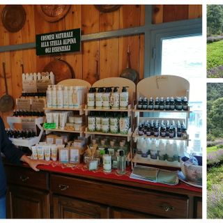 A Pian delle Regina di Crissolo la “provenzale” fioritura della lavanda