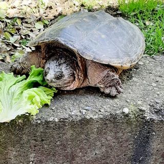 Tartaruga uccisa a sassate a Cumiana, animalisti sul piede di guerra (foto d'archivio)