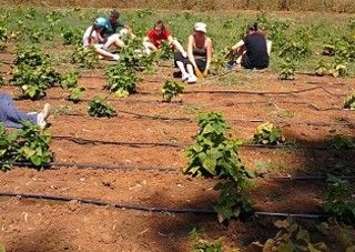 Agricoltura, accordo regionale tra i sindacati e Synergie Italia per 600 lavoratori in somministrazione