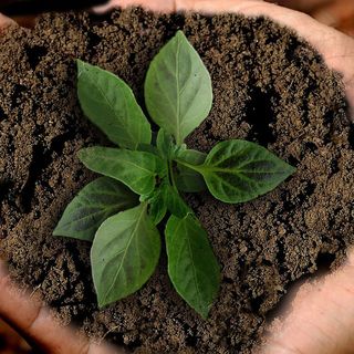 ItaliaViva fa il punto sull’agricoltura del Pinerolese