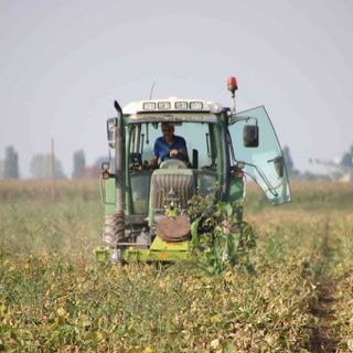 campo coltivato