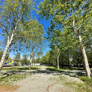 alberi - foto d'archivio