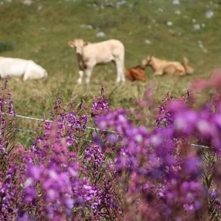 Piemonte, approvata la legge su alpeggi e transumanza