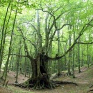 Truc Bandiera, a Rivalta un bosco per la comunità