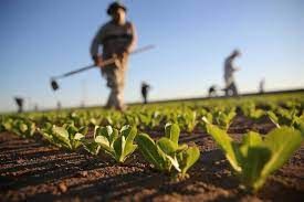 Siccità, guerra e pandemia: l'agricoltura piemontese alla sfida del presente e del futuro