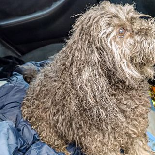 Incendio a Campiglione Fenile: i vigili del fuoco salvano due cani, ma un terzo muore per i fumi inalati