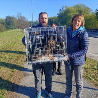 cani clochard moncalieri