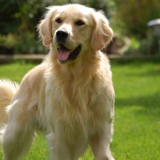 La petizione per i cani viaggia su Change.org: &quot;Riaprite le toelettature&quot;