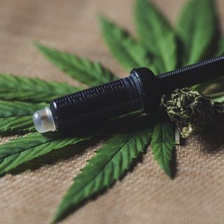 Gli agricoltori chiedono regole chiare per la coltivazione della cannabis a uso legale