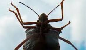 Cimice dell'olmo negli appartamenti a Torino: i consigli per contrastarne la diffusione