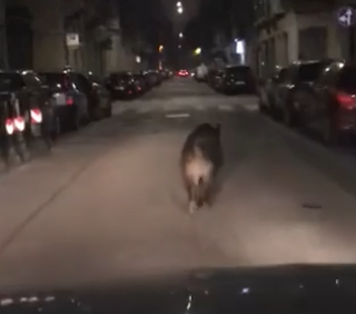 Incredibile, ma vero: un cinghiale nel bel mezzo di via Ormea a Torino [VIDEO]